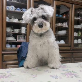 schnauzer mixed puppies