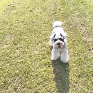 schnauzer adoption
