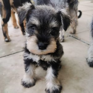 miniature schnauzer puppies for sale