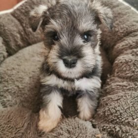 miniature schnauzer puppies for sale cheap miniature schnauzer puppies for sale cheap