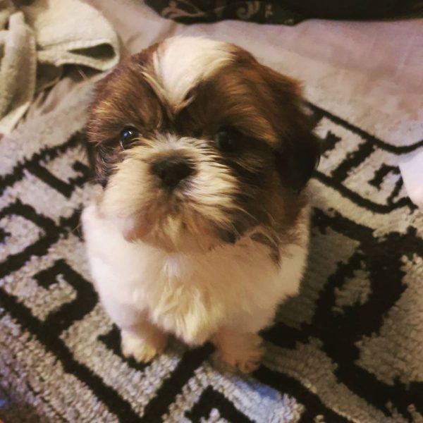 Morkie puppies for sale under $500 near me