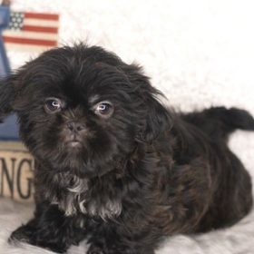 morkie teacup puppies