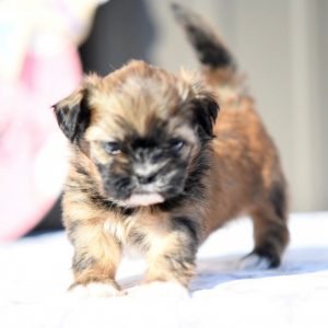 morkie chihuahua mix