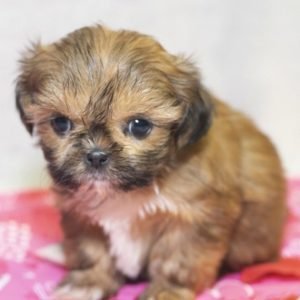 yorkie shitzu puppies for sale