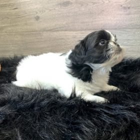 morkie characteristics