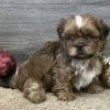 maltese shitzu puppy for sale
