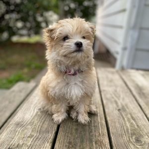 shitzu poodles for sale