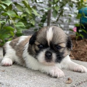 shitzu puppies for sale in california
