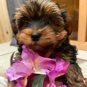 yorkie puppies for sale near me