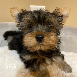 Teacup Yorkie For Sale Up To $400/Yorkie For Sale/Yorkies For Sale
