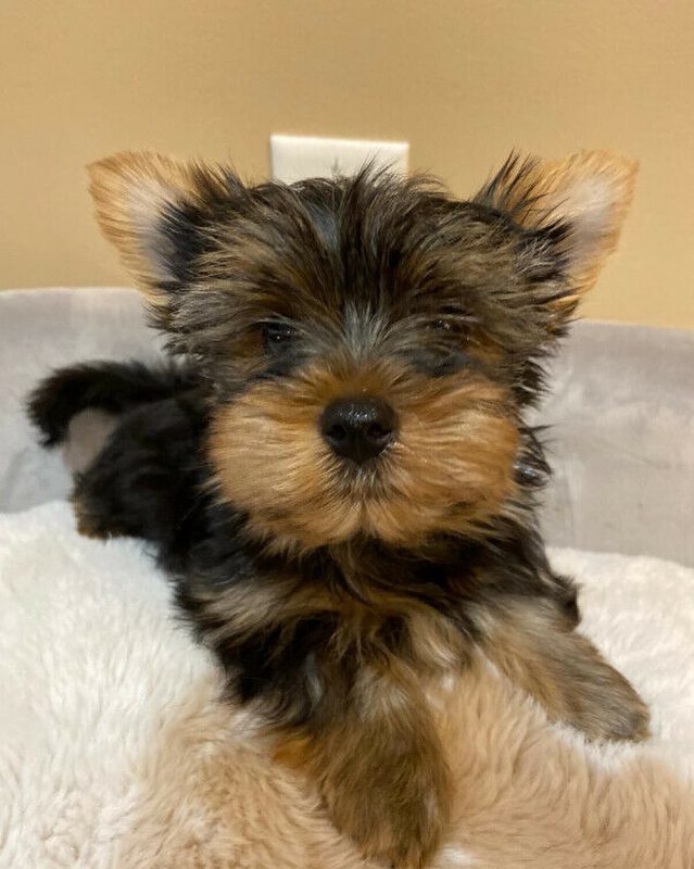 Tiny teacup yorkie puppies for sale/Tiny yorkies for sale