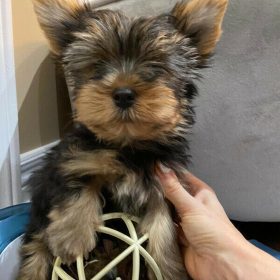 tiny teacup yorkie puppies for sale