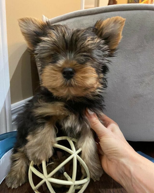 Tiny teacup yorkie puppies for sale/Tiny yorkies for sale