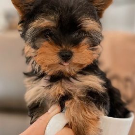 yorkie puppies for sale in texas