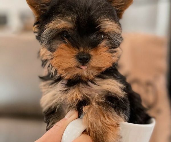 yorkie puppies for sale in texas