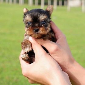 yorkie bichon puppies