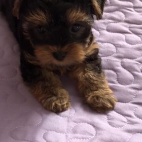 real yorkie puppies for sale