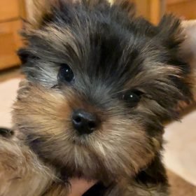 buy yorkie puppies