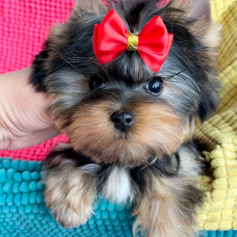 toy yorkie poo puppies for sale/yorkie poo breeders near me