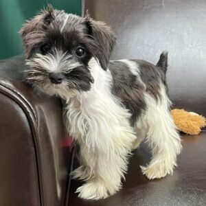 Small breed puppies for sale near me