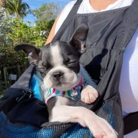 Boston Terrier puppies for sale Boston Terrier puppies for sale