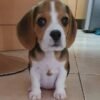 Tricolor beagles