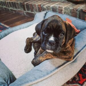 boxers for sale