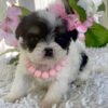 Teacup morkie puppies for sale near me