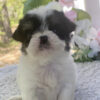 Teacup morkie puppies for sale near me