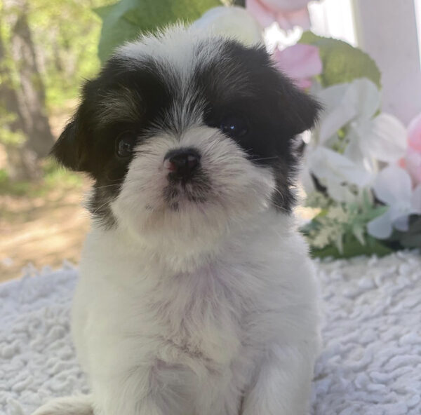 Teacup morkie puppies for sale near me