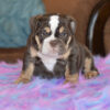 English bulldog puppies for sale in Ohio/