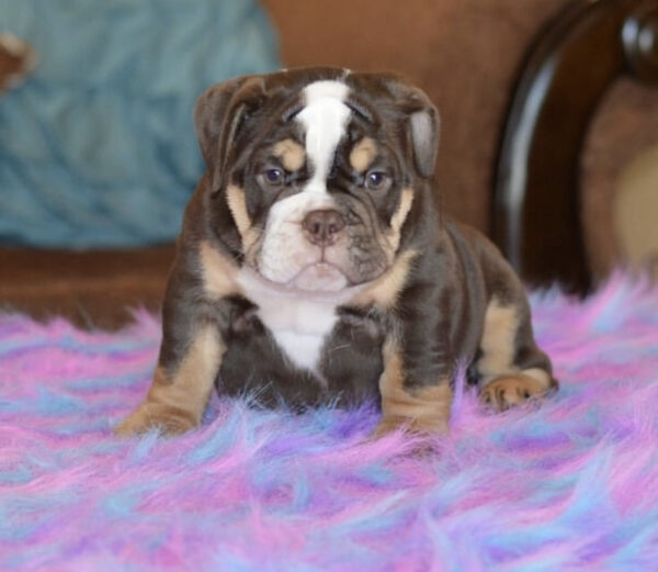 English bulldog puppies for sale in Ohio/