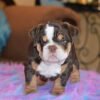 English bulldog puppies for sale in Ohio