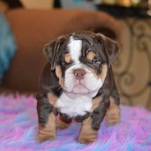English bulldog puppies for sale in Ohio