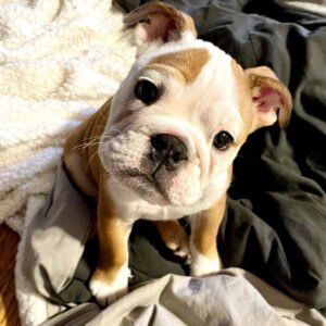 english bulldog puppies for sale cheap near me under $500