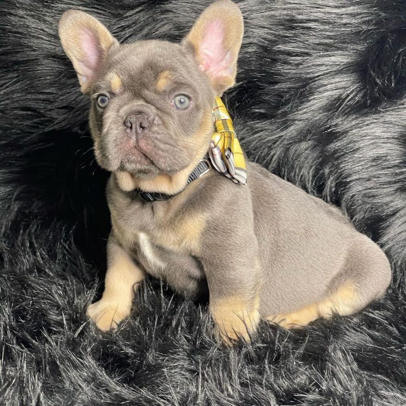 buy french bulldog/french bulldogs for sale near me