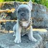 french bulldog mix puppies for sale