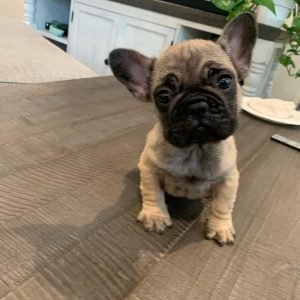 french bulldogs in minnesota