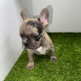 full grown mini french bulldog