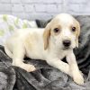 lemon beagle puppy for sale