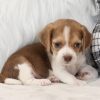 beagles puppies for sale