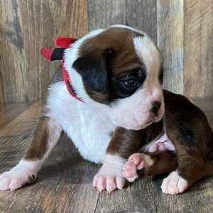 boxer puppies for sale texas