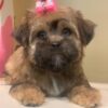 Morkie puppy for sale near me