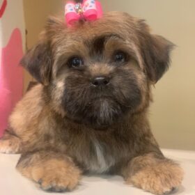 teacup Morkie puppy for sale