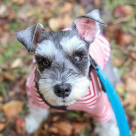 miniature schnauzer puppies for sale cheap