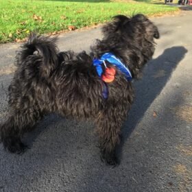 miniature schnauzer for sale near me craigslist