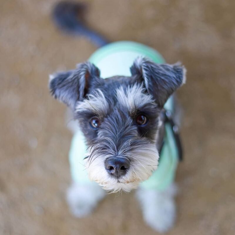 Male miniature schnauzer puppies for sale/Female Schnauzers