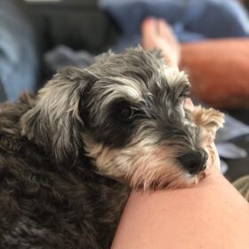 miniature schnauzer puppies for sale texas