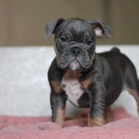 Blue english bulldog