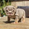 english bulldog puppies for sale